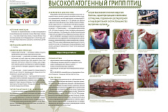 Высокопатогенный грипп птиц